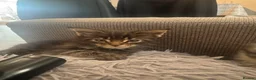 Maine Coon cats for sale: 4 fluffs for sale - Advert 21