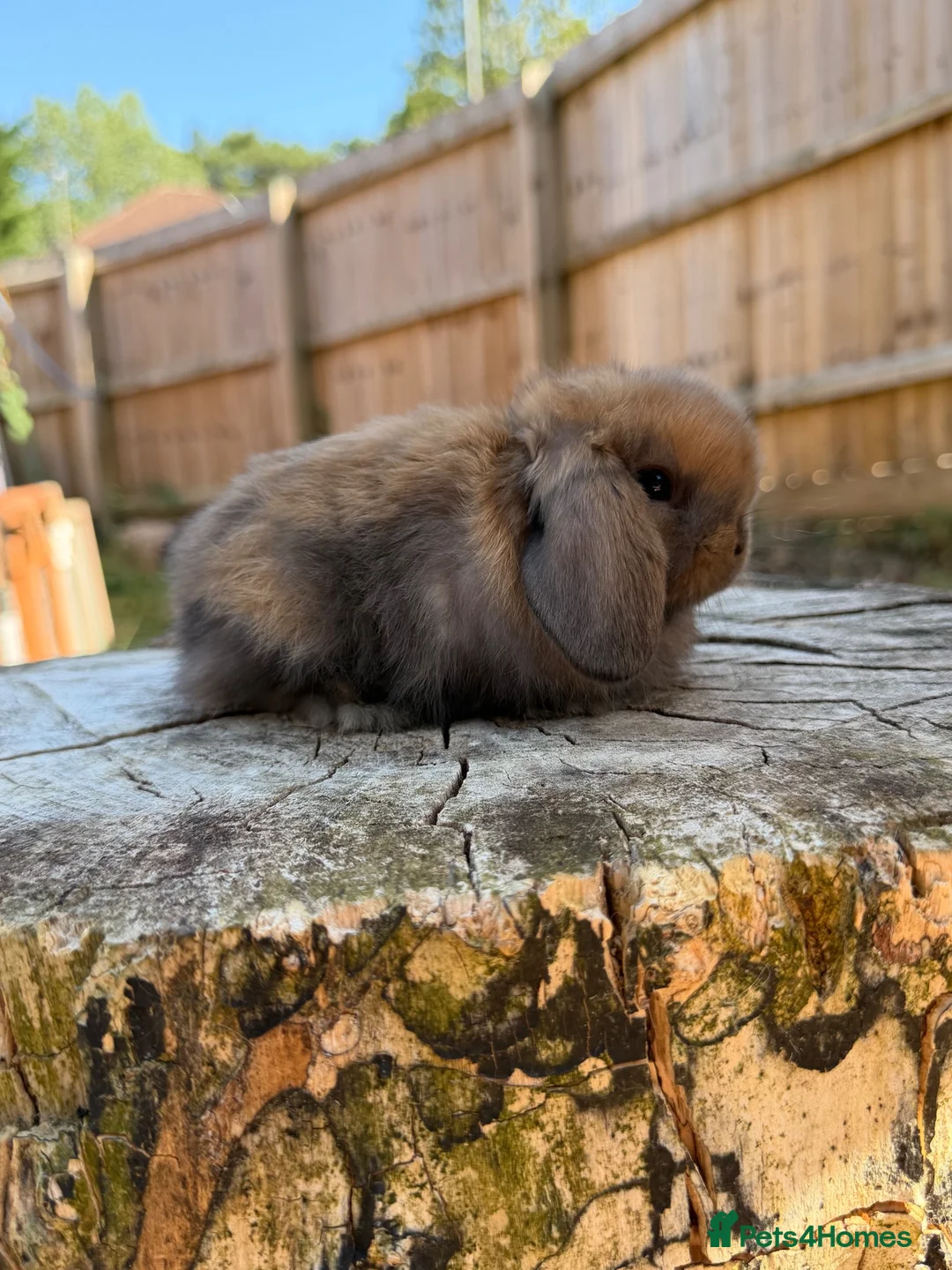 Mini Lop rabbits for sale: Mini lop sisters  - Advert 12