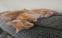 Mixed Breed cats for sale: Ginger males for sale - Image 4