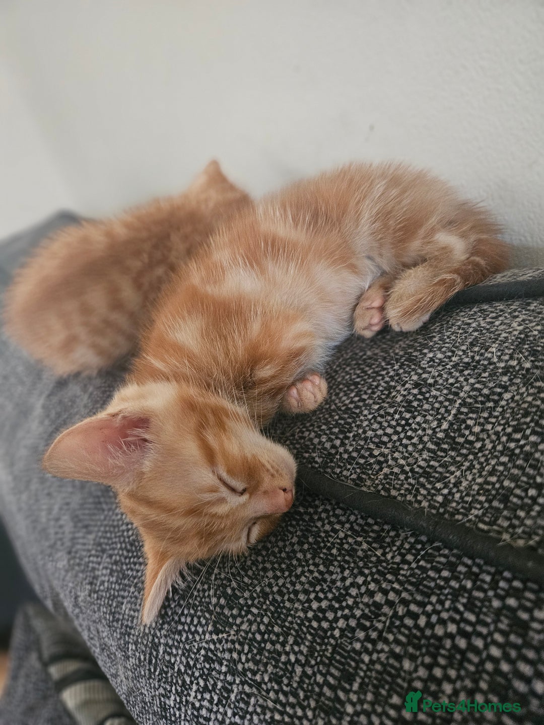 Mixed Breed cats for sale: Ginger males for sale - Image 4