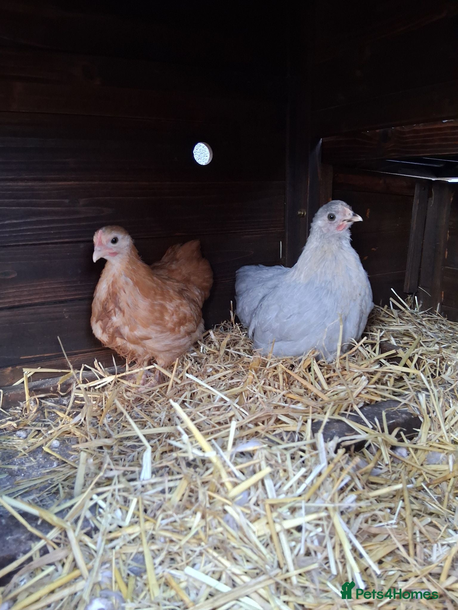 Mixed Breed poultry 2 Cockerels and a Drake - Advert 4