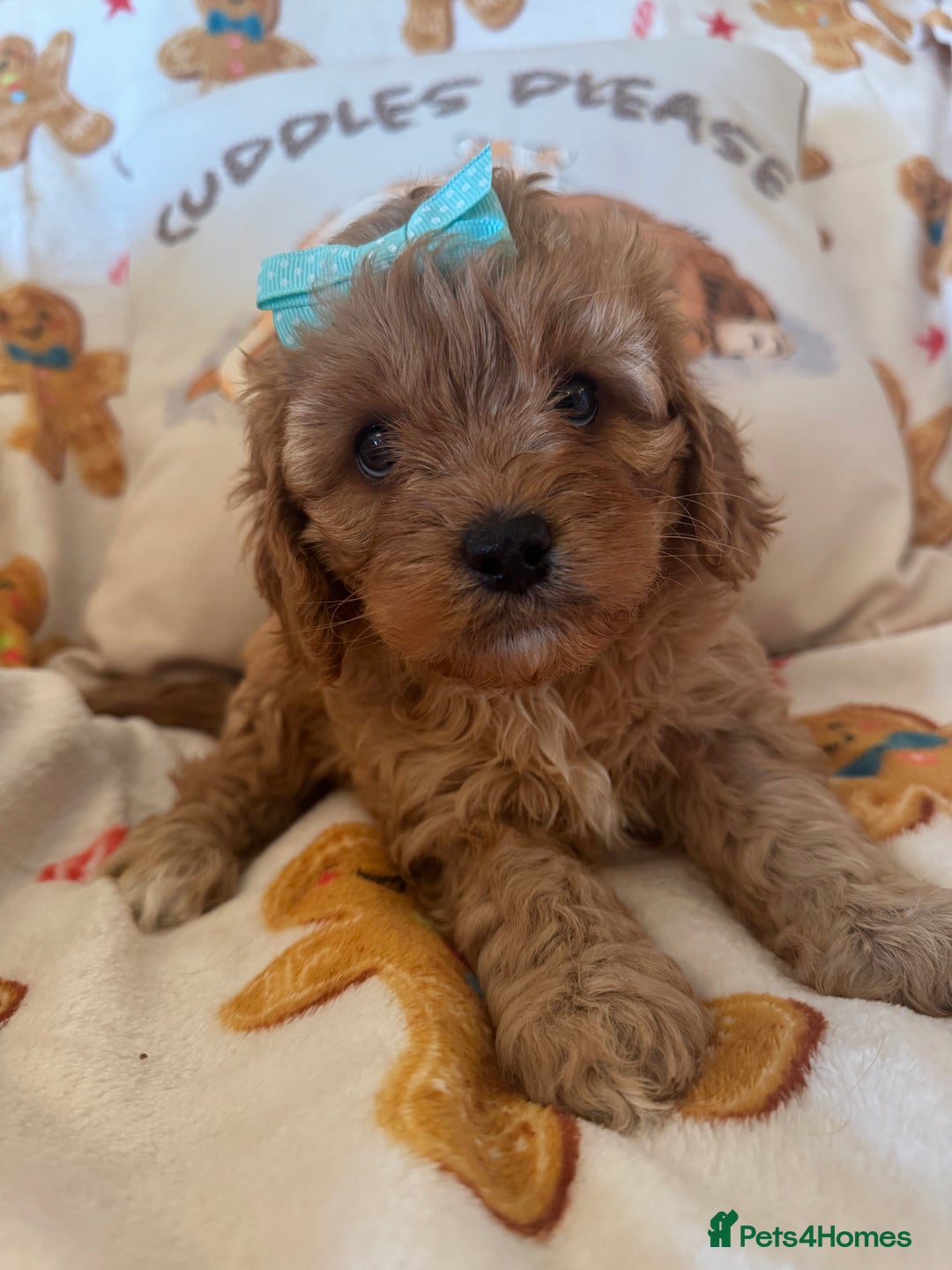 Cavapoo dogs for sale: Stunning cavapoos - Advert 7