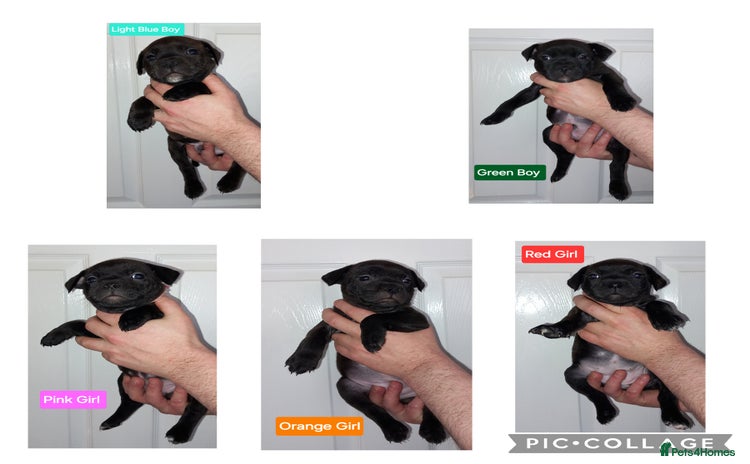 Staffordshire Bull Terrier dogs Chunky KC registered SBT'S - Advert 1