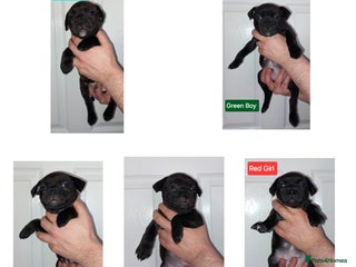 Staffordshire Bull Terrier dogs Chunky KC registered SBT'S - Advert 7