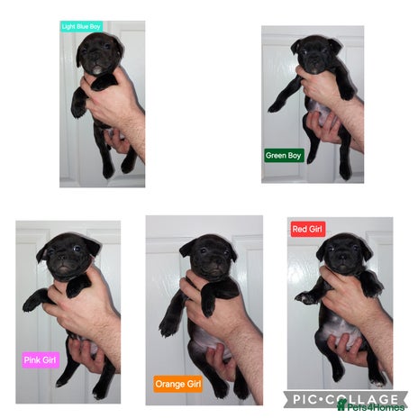 Staffordshire Bull Terrier dogs Chunky KC registered SBT'S - Advert 1