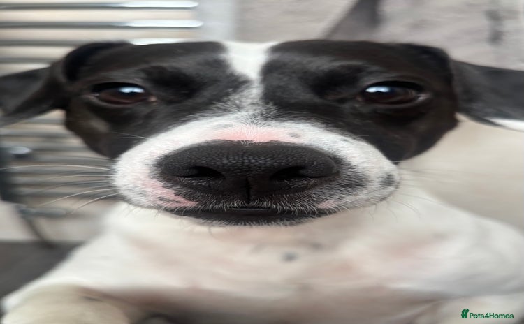 Mixed Breed dogs Eddie  - Advert 1