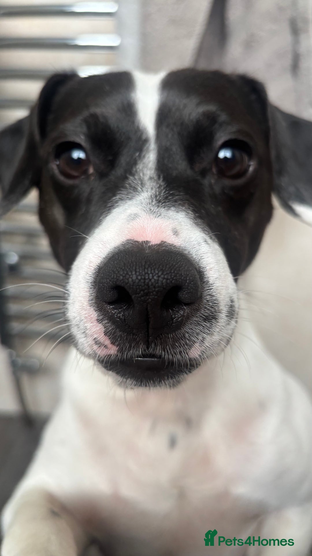 Mixed Breed dogs for sale: Eddie  - Advert 1