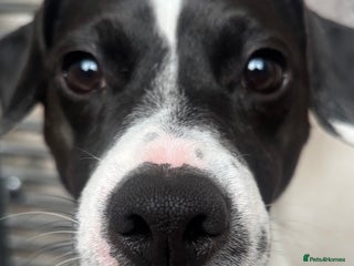 Mixed Breed dogs for sale: Eddie - Advert 1