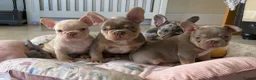 French Bulldog dogs for sale: TOP QUALITY FRENCH BULLDOG PUPPIES - Advert 13