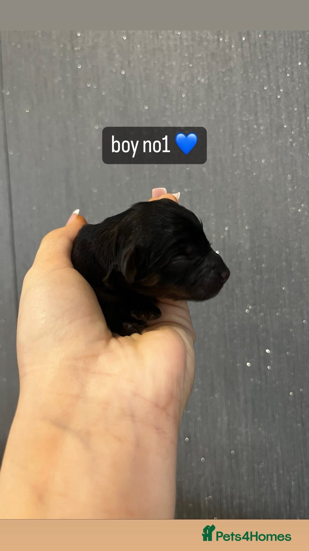 Cavapoo dogs for sale: Cavapoo puppies phantom Black and Tan  - Advert 8