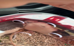 Rat rodents for sale: 2 adorable female rats - Image 2