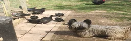 Skye Terrier dogs for sale: Skye Terrier - Advert 8