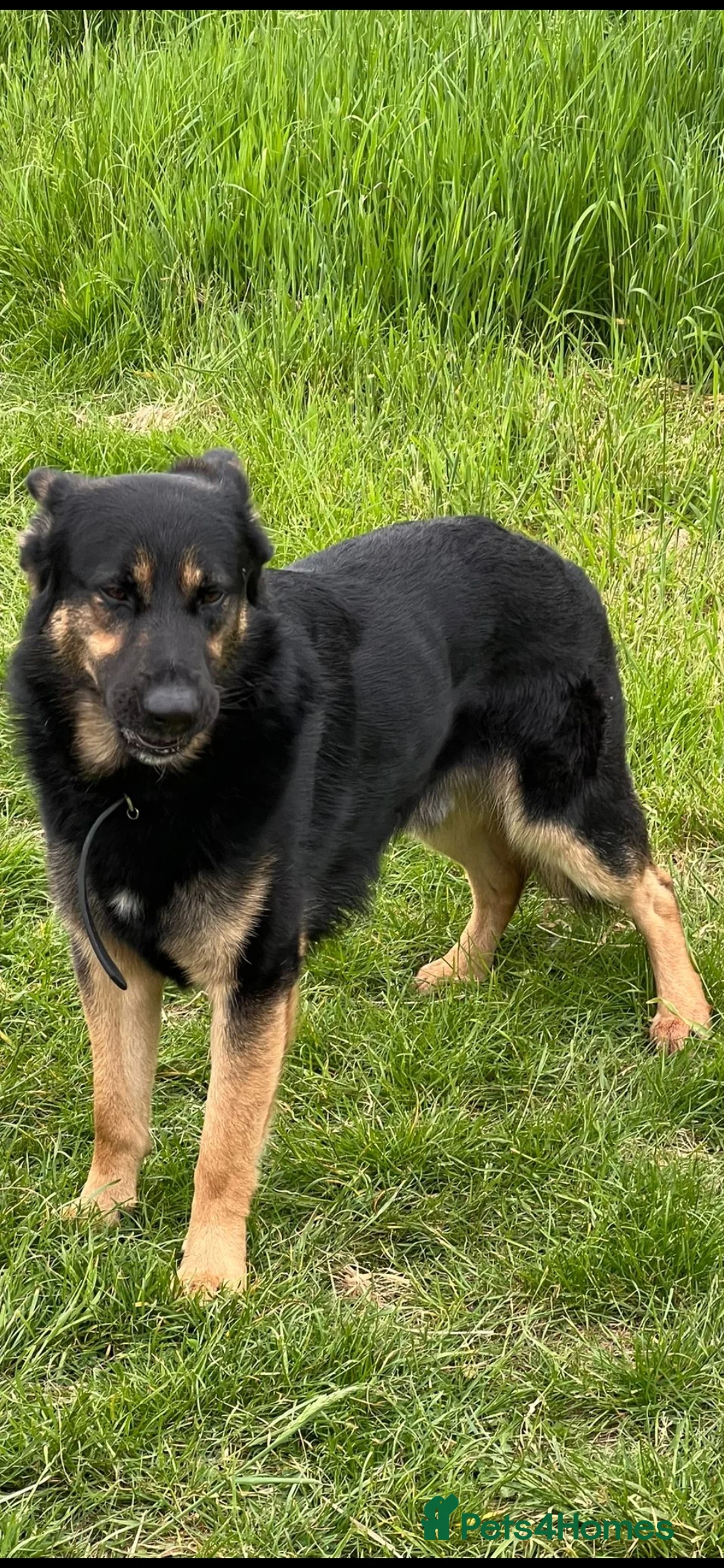 German Shepherd dogs for sale: Recho in London - Advert 3