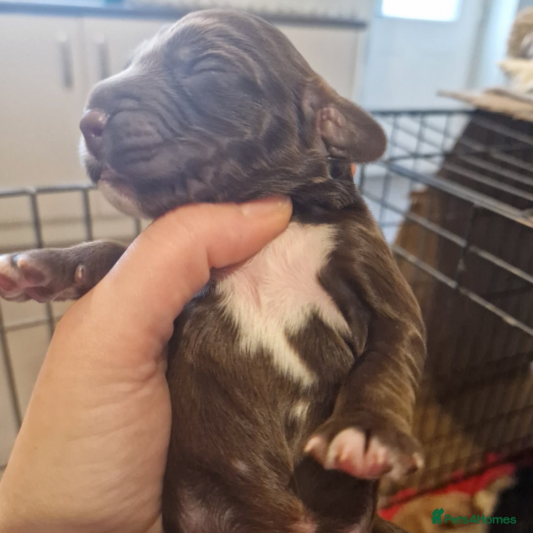 Cockapoo dogs for sale: 6 beautiful F2 cockapoos for sale!    - Advert 4