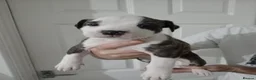 Mixed Breed dogs for sale: Mother and father are family pets  - Advert 7