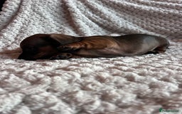 Miniature Dachshund dogs for sale: 3 gorgeous miniature dachshund girls  - Advert 18