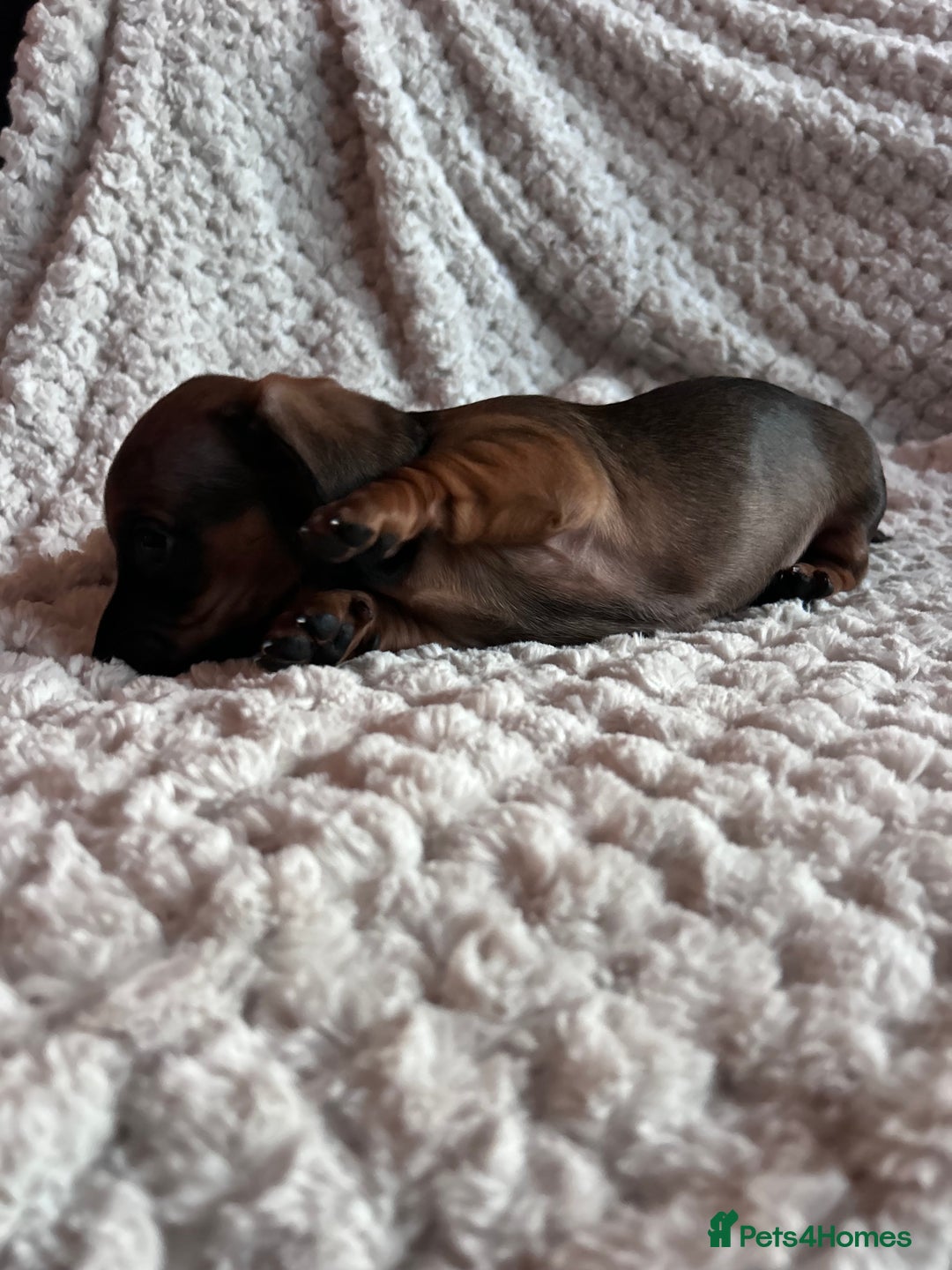 Miniature Dachshund dogs for sale: 3 gorgeous miniature dachshund girls  - Advert 18