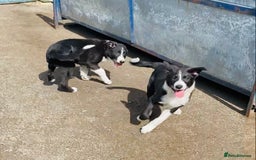 Border Collie dogs for sale: Beautiful border collies - Image 4