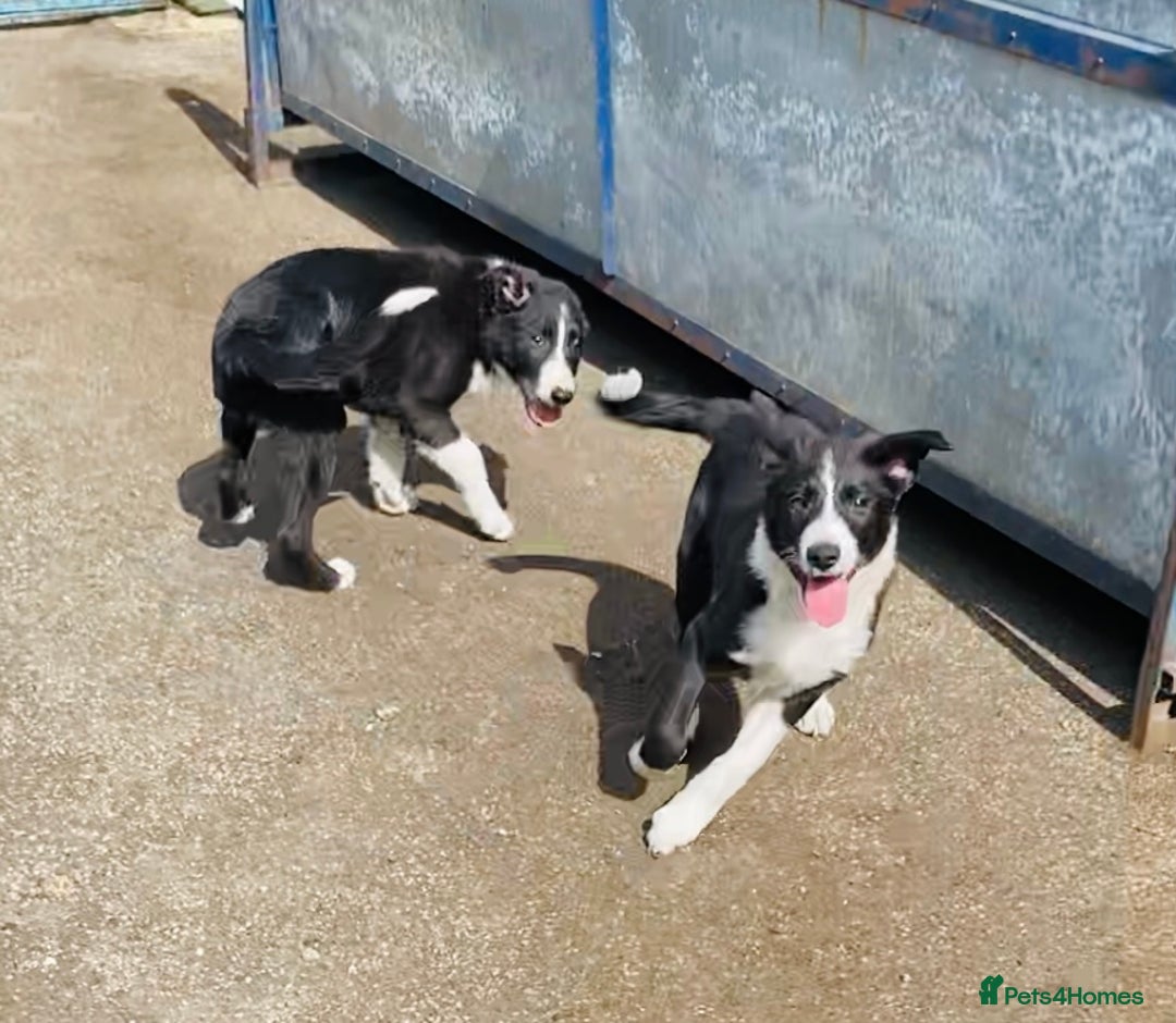 Border Collie dogs for sale: Beautiful border collies - Image 4