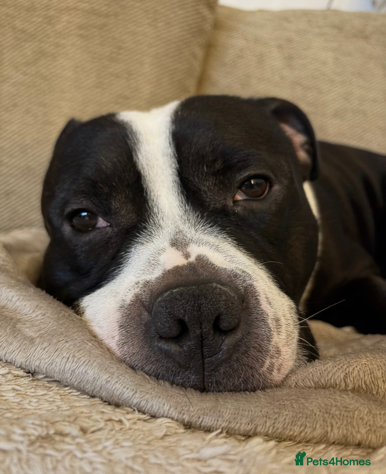 Staffordshire Bull Terrier dogs Staffordshire Bull Terrier - Advert 2