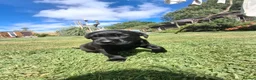 Labrador Retriever dogs for sale: Black bitch labrador  - Advert 5