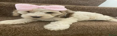 Tri Cockapoo puppy 