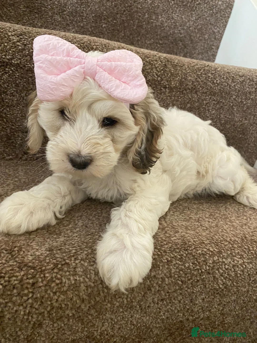 Cockapoo dogs for sale: Tri girl cockapoo  - Advert 2