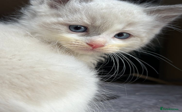 Ragdoll cats - Advert 2