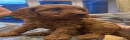 Cavapoo dogs for sale: Health clear F1 Cavapoo boys - Advert 6