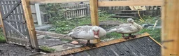 Ducks poultry for sale: POL + Adult Muscovy Hens & Drakes - Advert 12