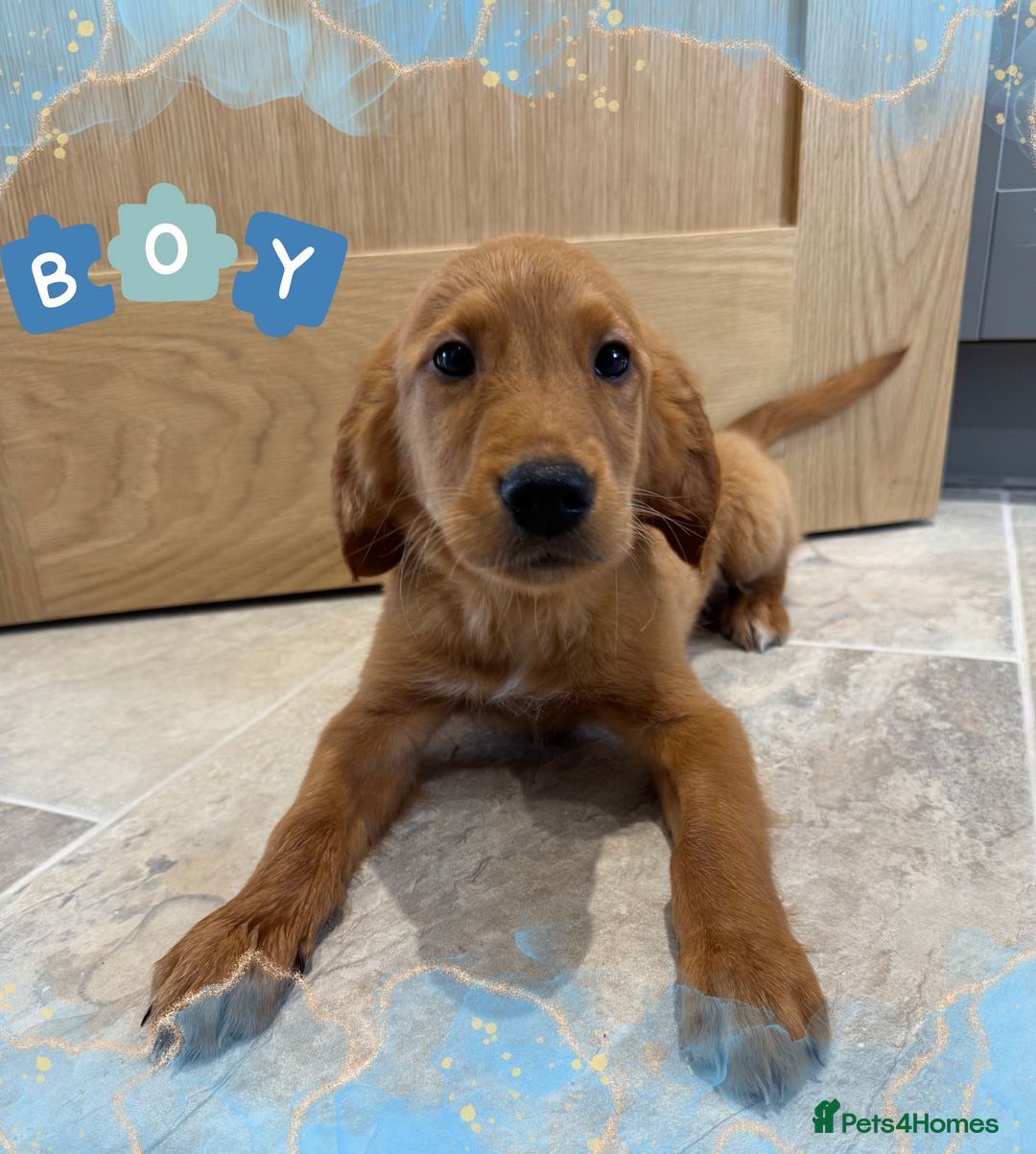 Golden Retriever dogs for sale: KC Dark Red Golden Retrievers 🧬 Clear Parents  - Image 4