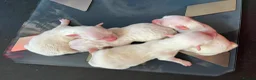 Maltese dogs for sale: Gorgeous Maltese Puppies  - Advert 4