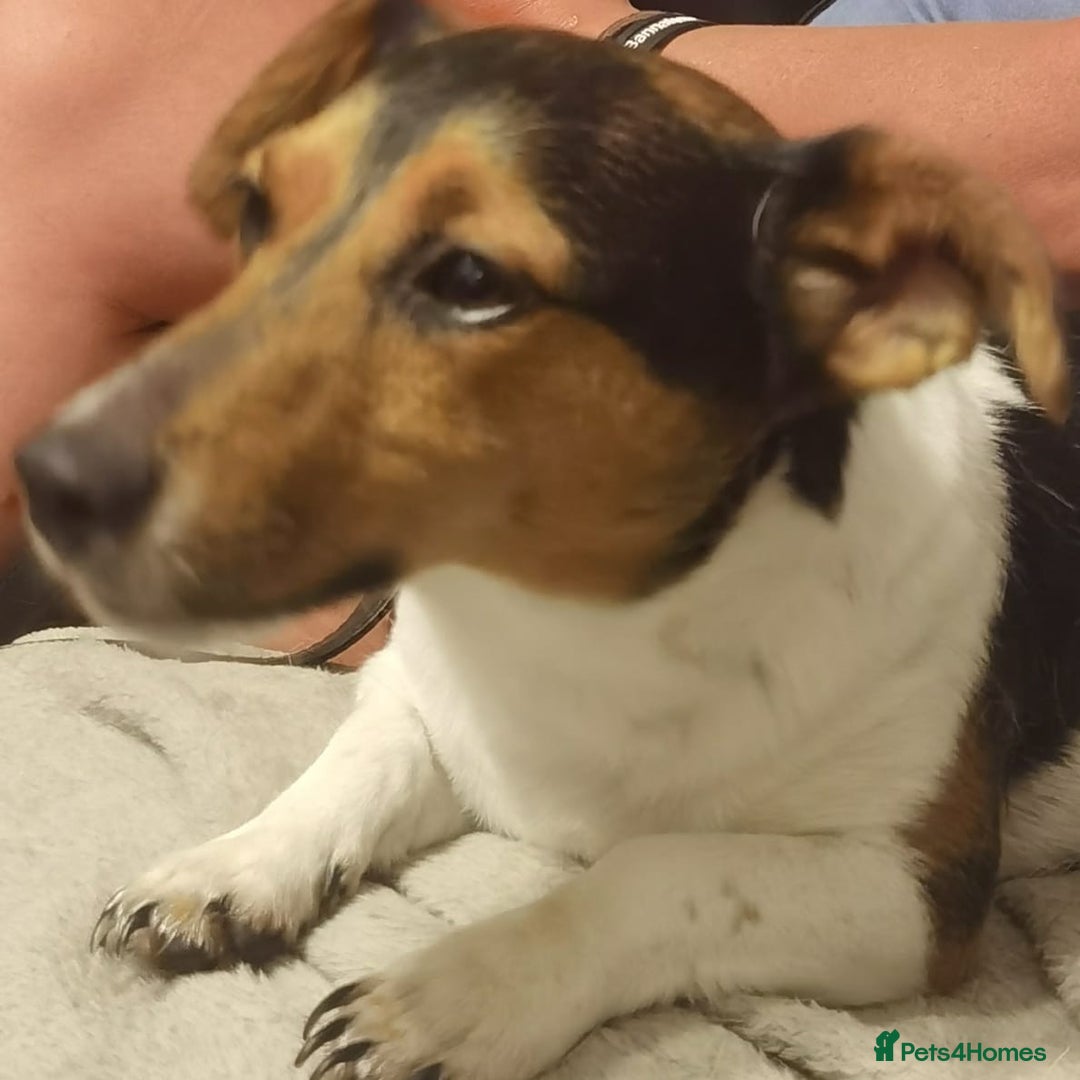 Jack Russell dogs for sale: Shiloh - Image 8