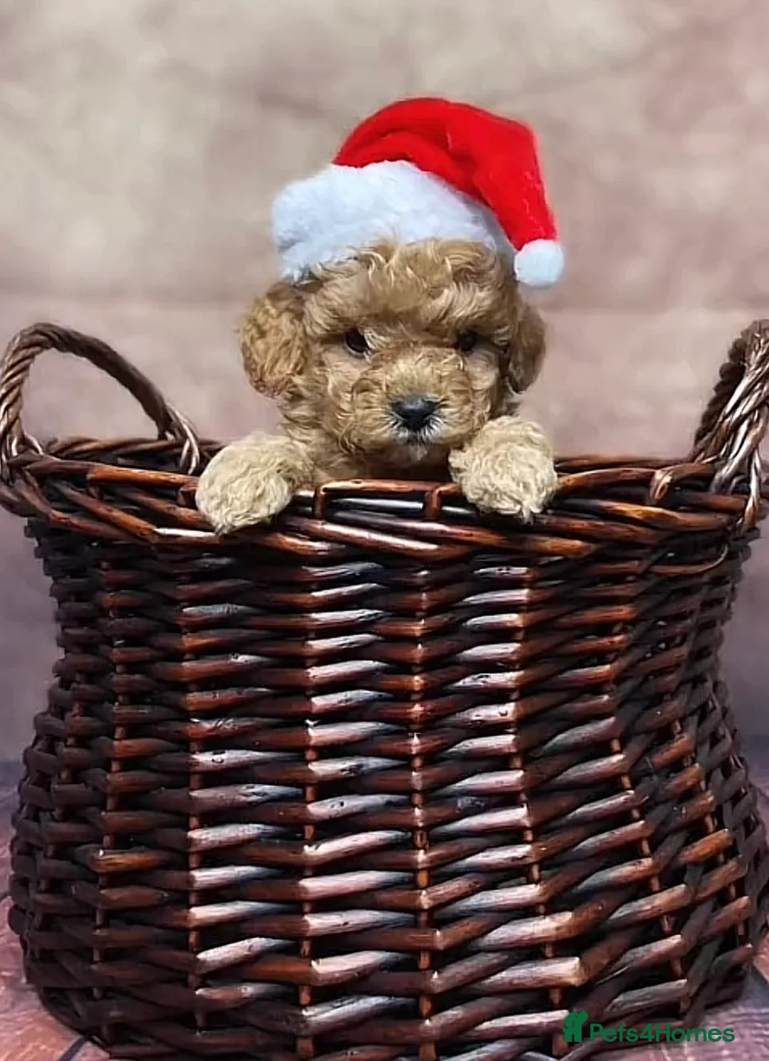 Cavapoo dogs for stud: Stunning Cavapoo for Stud (Proven) in Grays - Advert 12