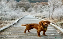 Cocker Spaniel dogs for sale: 🐶Cocker Spaniel Pups Looking for Forever Family🐶 - Image 38