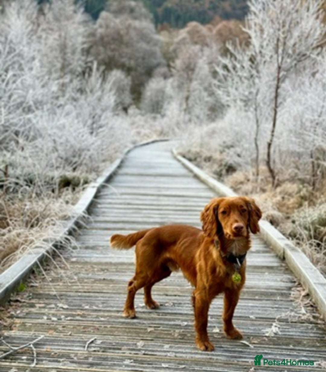 Cocker Spaniel dogs for sale: 🐶Cocker Spaniel Pups Looking for Forever Family🐶 - Image 38