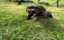 Cocker Spaniel dogs for sale: KC health tested cocker spaniel puppies  - Image 11