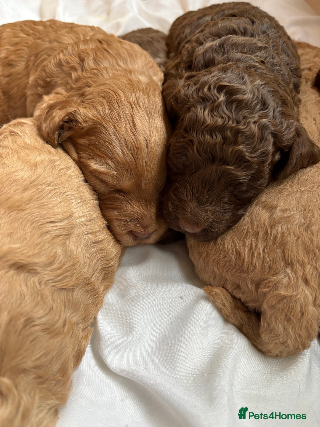 Cockapoo dogs for sale: F1b cockapoo puppies - Advert 7