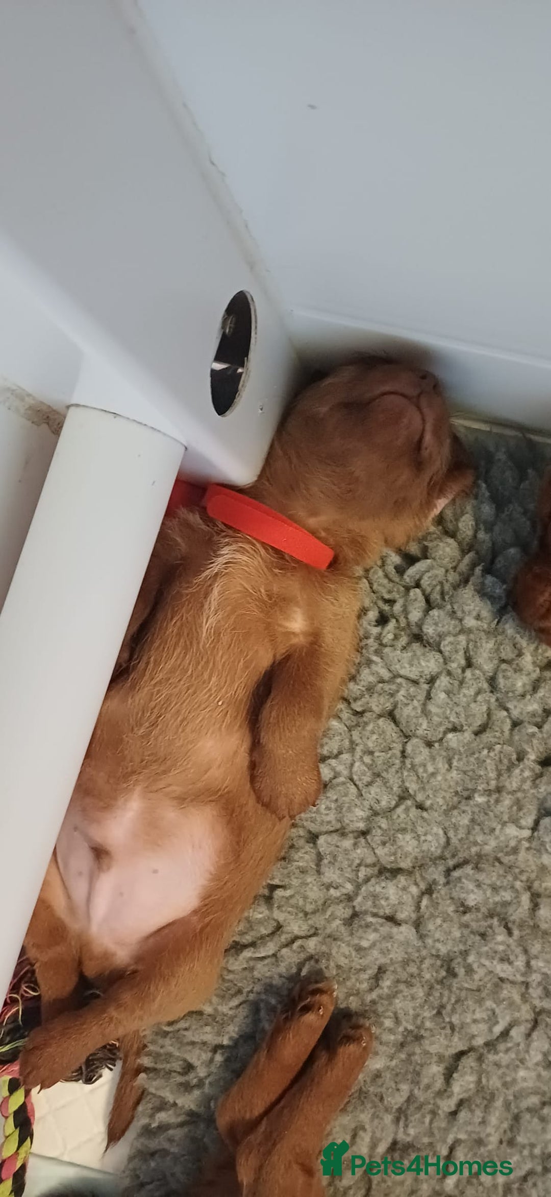 Mixed Breed dogs for sale: Beautiful schweenie babies - Image 16