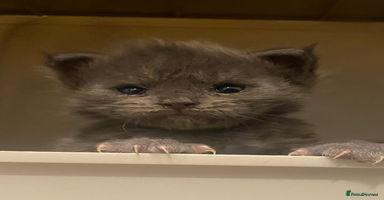 Maine Coon cats - Advert 15