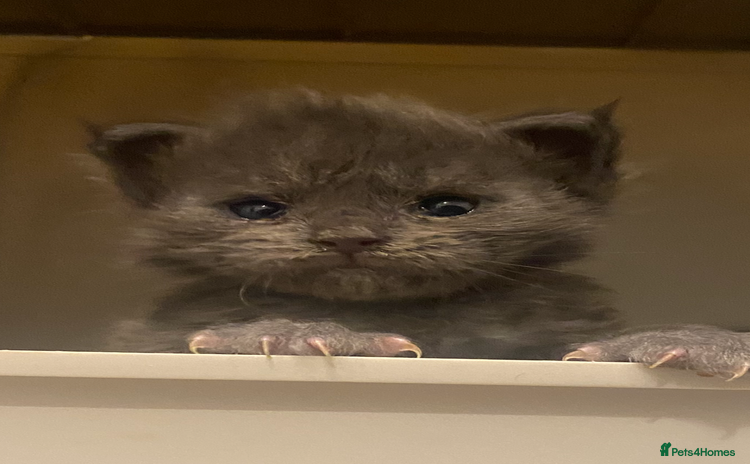 Maine Coon cats - Advert 15