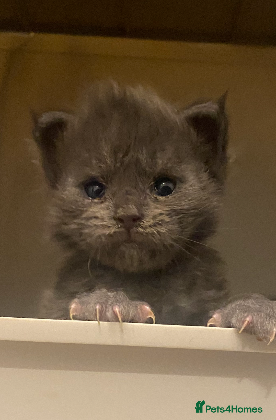 Maine Coon cats for sale: 💖1 Left💖 Blue/Black Smoked or Solid Maine Coons  - Advert 2