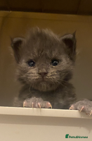 Maine Coon cats - Advert 15