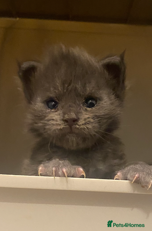 Maine Coon cats - Advert 2