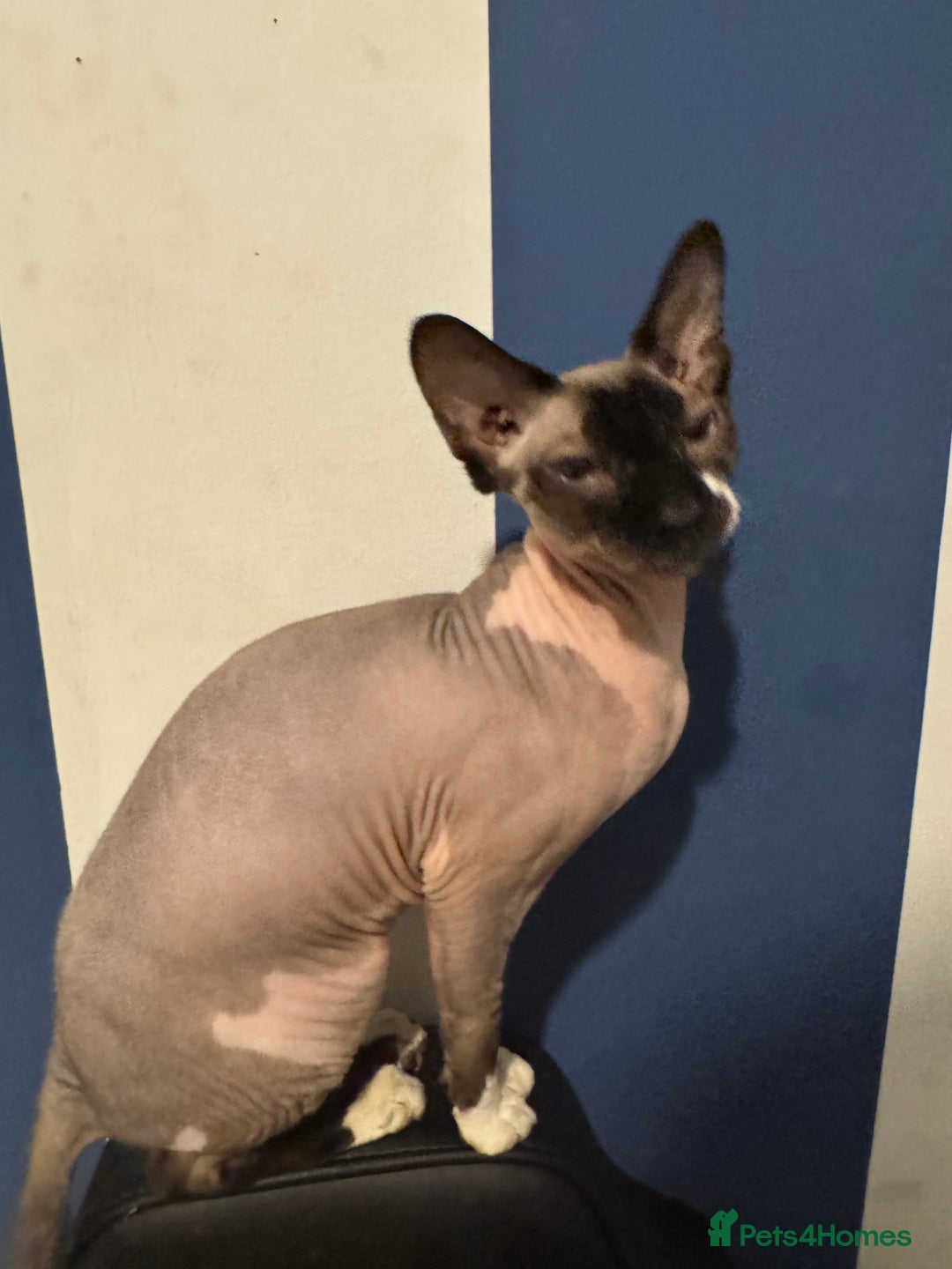 Sphynx cats for sale: Beautiful girl looking for new home  in Malvern - Image 1