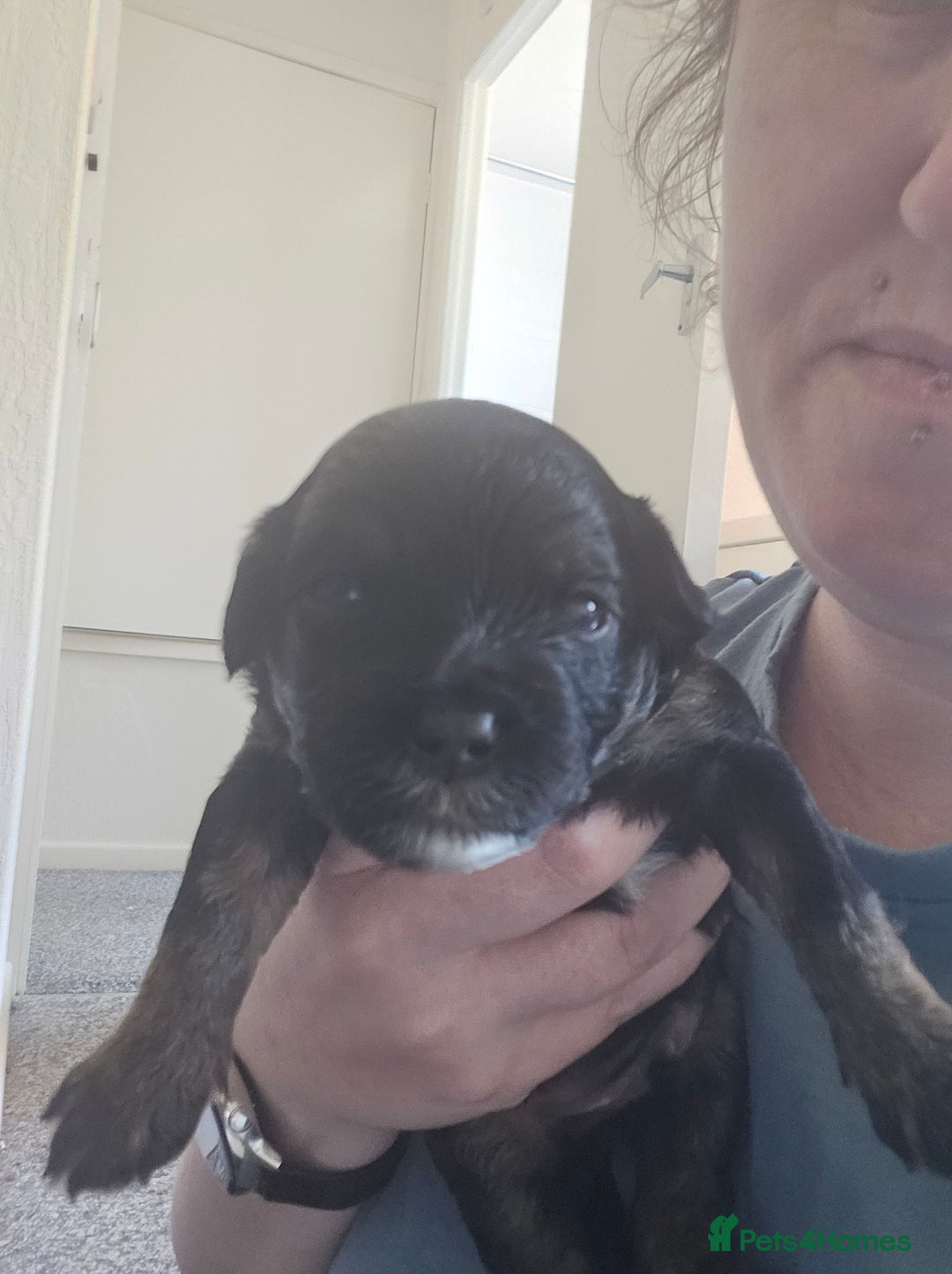 Mixed Breed dogs for sale: Malshi-poo puppies  - Image 9
