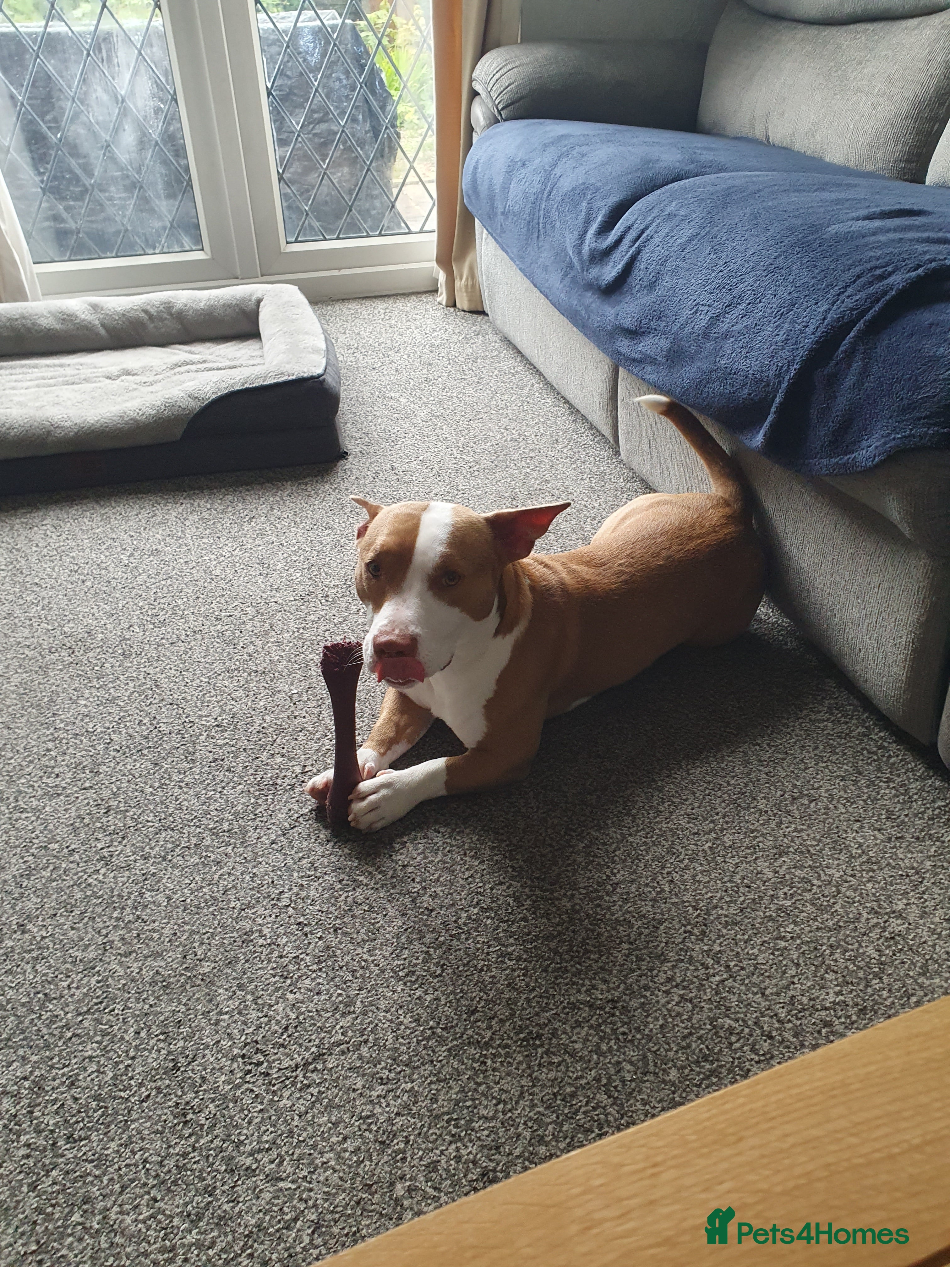 Mixed Breed dogs Staff x Jack Russell for sale  - Advert 1