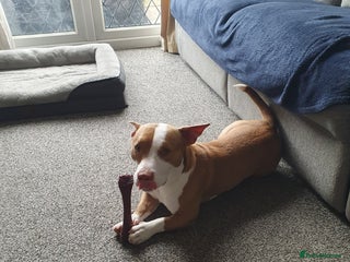 Mixed Breed dogs Staff x Jack Russell for sale - Advert 1