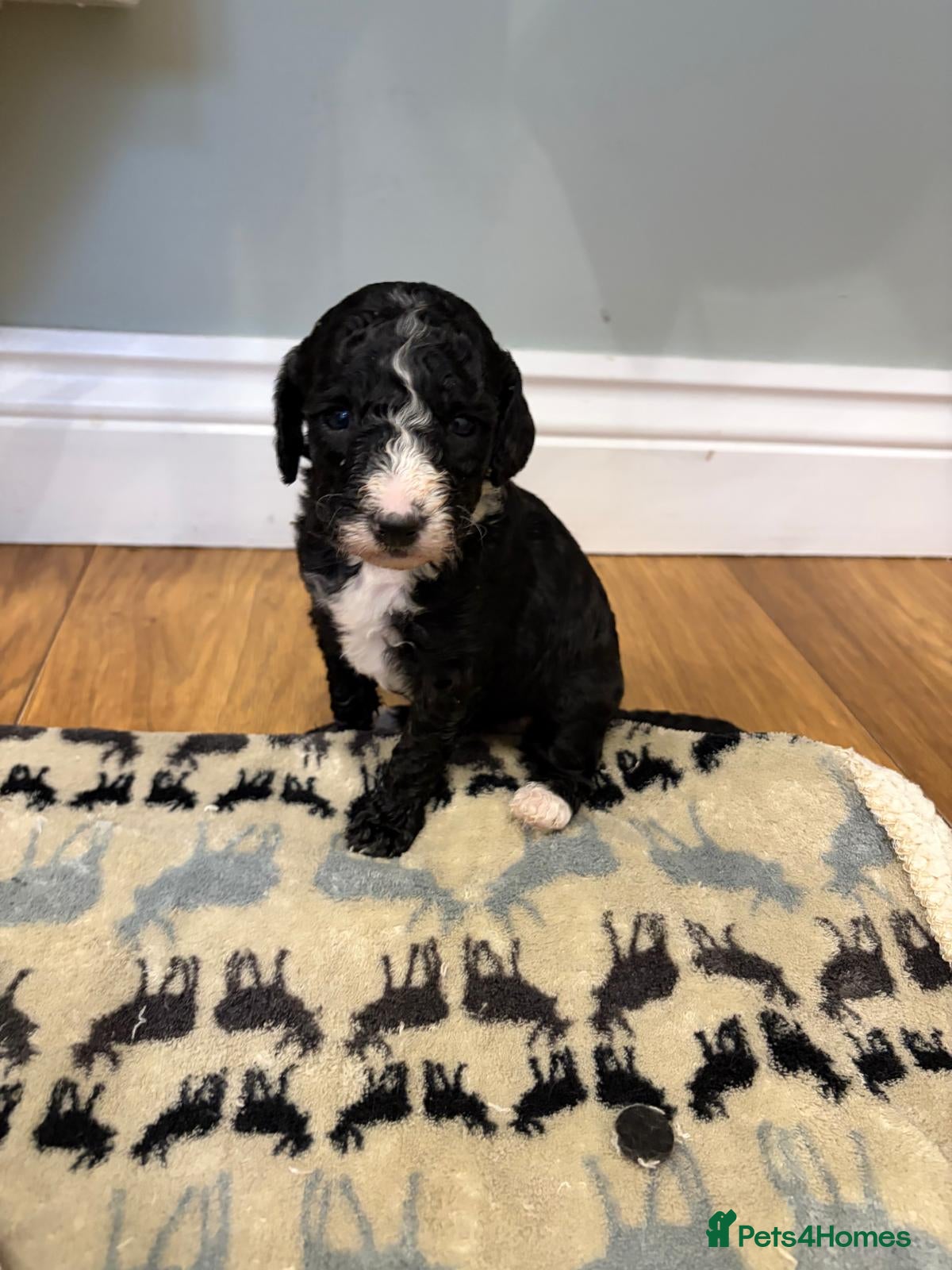 Sheepadoodle dogs Sheepadoodle  - Advert 11