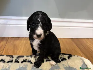 Sheepadoodle dogs Sheepadoodle - Advert 11